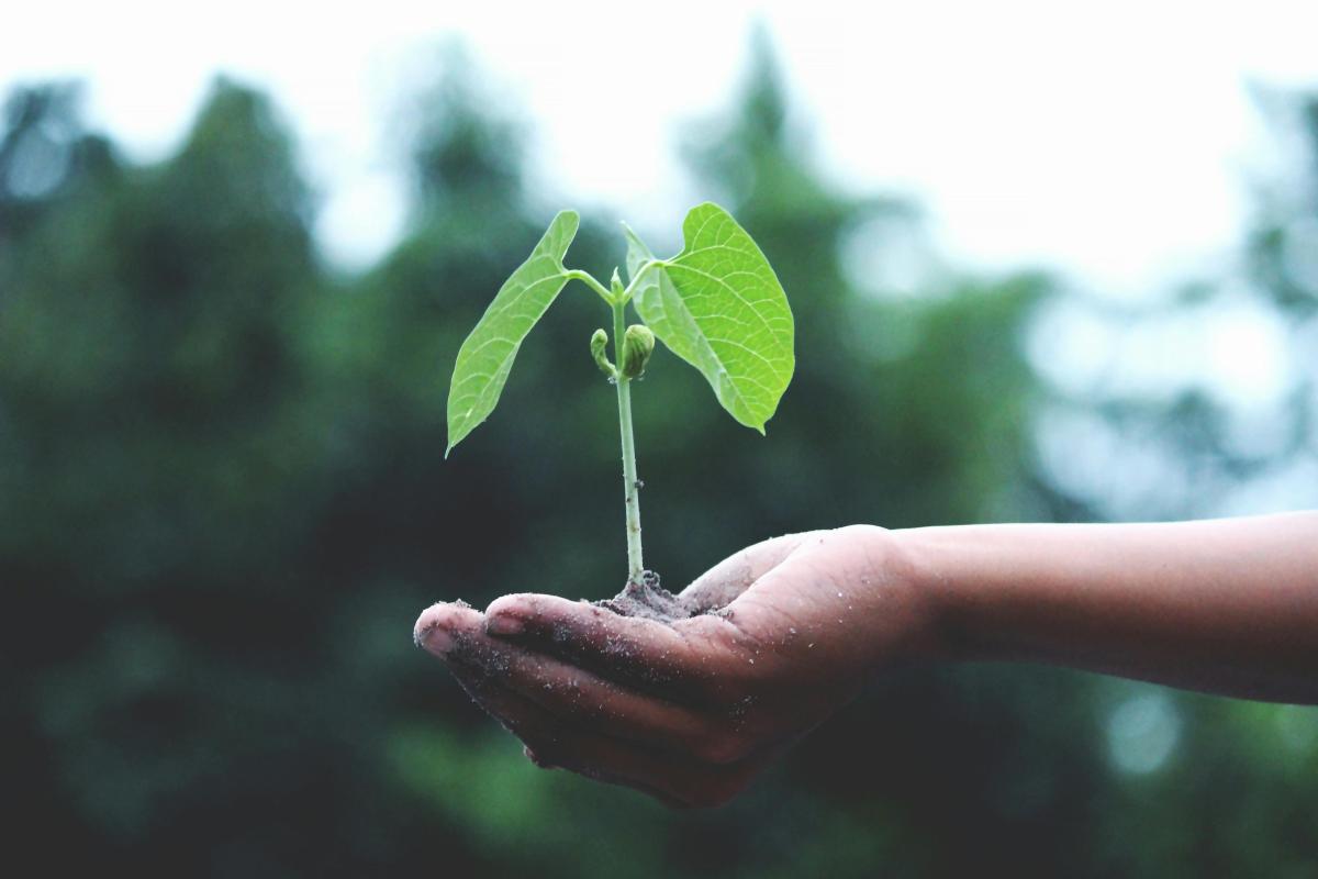 sustentabilidade nas empresas, práticas sustentáveis, estratégias de sustentabilidade, curso de sustentabilidade, economias do futuro, inovação sustentável, responsabilidade ambiental, crescimento verde